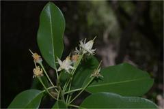 Manilkara roxburghiana